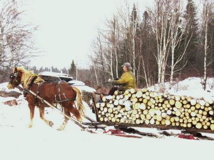 mon père avec son cheval de trait a l'oeuvre