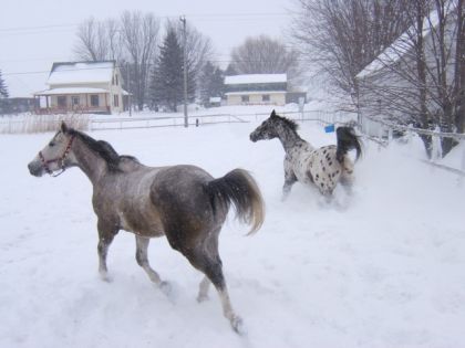 Skittle (grise) et Pixel mon cheval(Appaloosa)