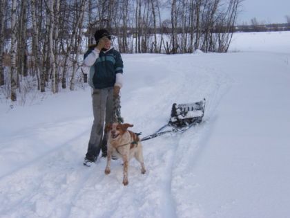 Shaïla, chien de traineau improvisé