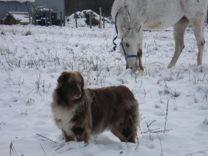 Chien brun et cheval gris