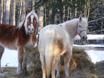 zak et june