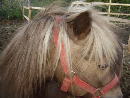 mon poney bonzai! donn&eacute; a une bonne famille
