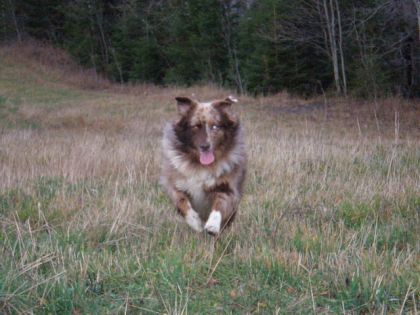Un chien qui accoure