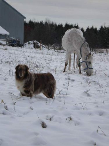 Cheval et chien en hiver