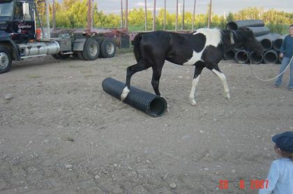 Hey hop garçon! :) ou plutôt ... vas-y t.es capable? lol!...