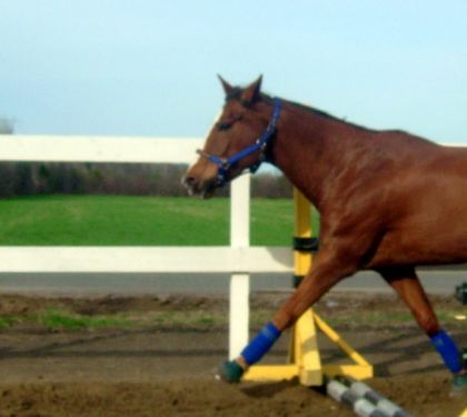 Jolly au trot sur les barres &agrave; terre! ;)