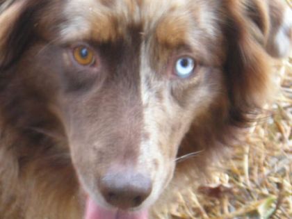 Un chien avec deux yeux de couleur différente