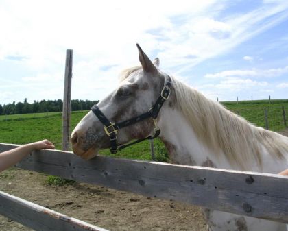 Tête de cheval près d'un cloture