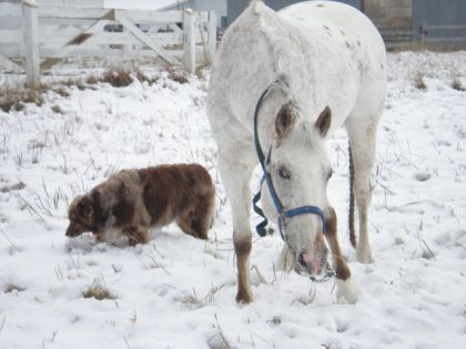 Un cheval et un chien