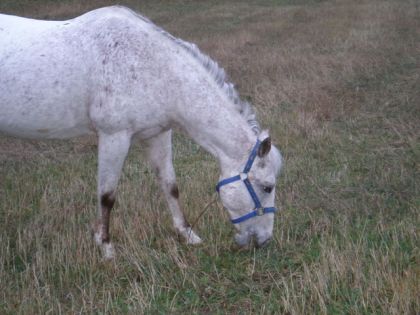 Appaloosa mangeant de l'herbe