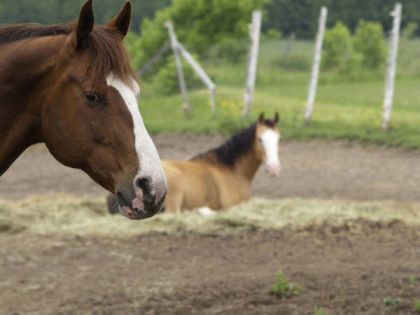 thunder c'est celui quon voit juste la tête  (le cheval a ma...