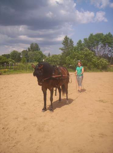 Major en entraînement à l'attelage(1ere fois)