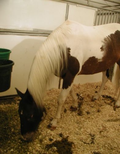 C'est le beau Pico de Cavalia !!!