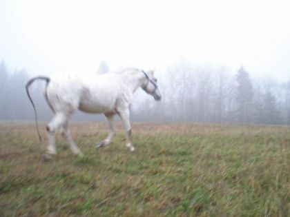 Cheval gris dans un pré brumeux