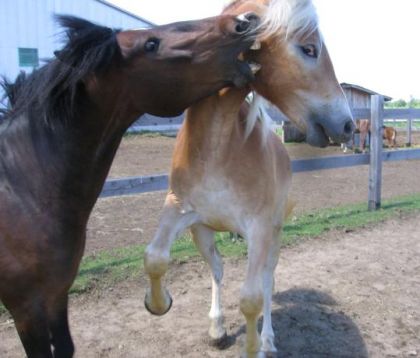 Inquiétez vous pas, mon cheval fait juste replacer Cooper, car...