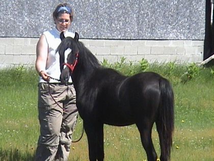 Voici Gitane (alias GIGI) ma dernière acquisition une petite...