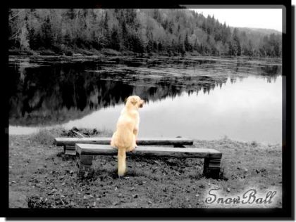 SnowBall qui regarde le paysage