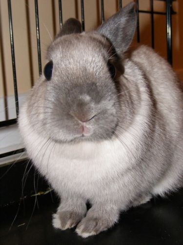 Ma puce!