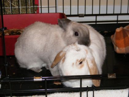 Les deux amours en mode calins