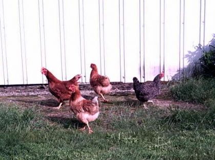 Voici 4 de nos 6 jolie poulettes...!