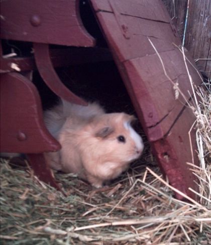 Voici mon ami Ponky qui joue à cache cache... LOL .