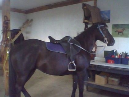 hihi ma grosse QH avec ma selle anglaise! je trouve que ce n'est...