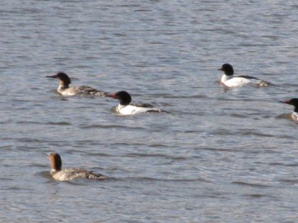 une gang de canards sur le lac