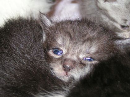 Gros plan sur la tête d'un chaton
