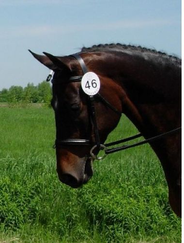 Portrait de la tête d'un cheval