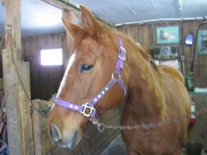 Ladydounette !!!                     <3 Mon cheval :)
