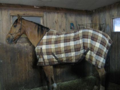 Golden !!!!! <3 le cheval a Ginette (la propriétaire de...