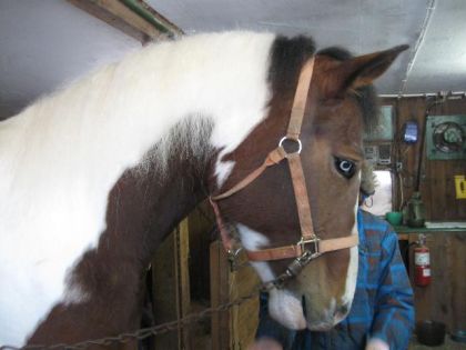 Angel !!! <3 cheval a Ginette :)