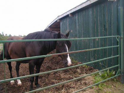 Jack !!! <3 Cheval a Ginette :)