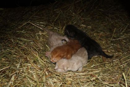 Les 4 beaux petits chatons qui sont né le 14 mai en pleins...