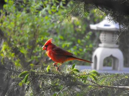 cardinal que j'ai pris en photo tantot