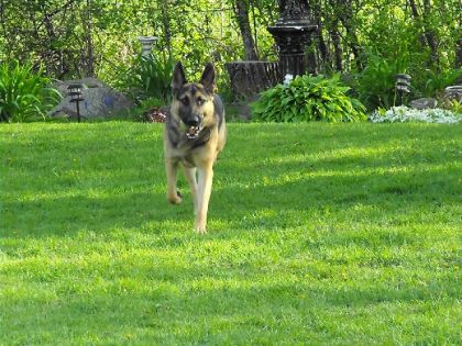 Mon chien Rex qui court vers moi