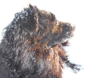 Mon chien :) Que j'aime tant ! J'aime les reflet avec le soleil...
