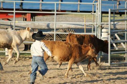 Mini cowboy
