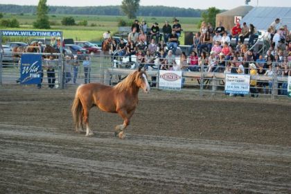 Cheval de rodeo du calgary Stampede en visite au québec