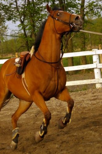 Mon cheval sur la longe avant le concours <3 Photo par Léonie...