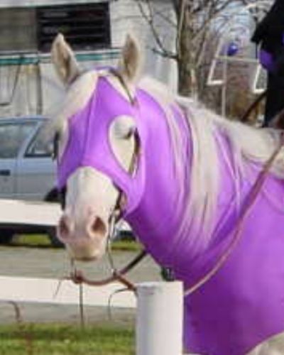 Étalon déguisé en mauve
