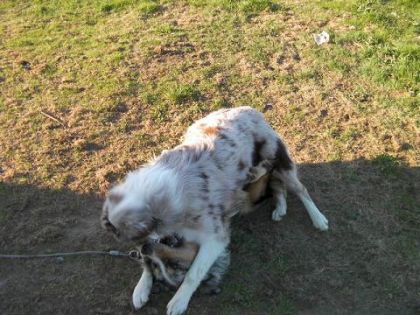 Mes chiens ont de droles de façon de samuser!!!