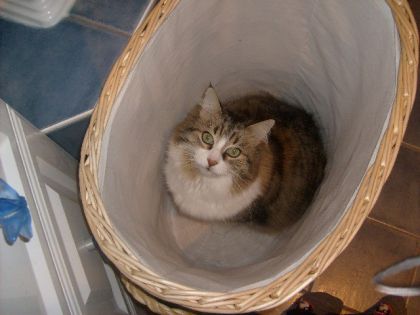 ma chatte dans mon panier