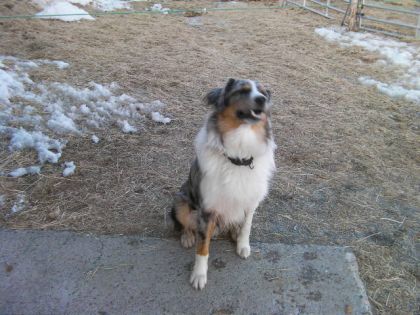 c'est un chien tres écoutant!!