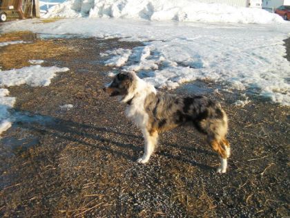 ca c'est mon beau chien avec son beau poil!!!