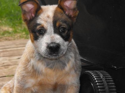Mon petit dernier, BOOTS