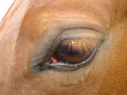 Regard charmant :)