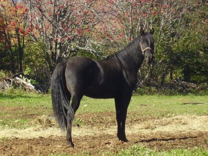 mon petite jument Treboy Moon ,une morgan