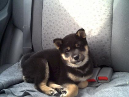 Voici Haïko ma shiba inu 3 mois (plus petit chien japonais)