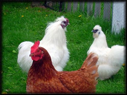 Un trio croquettes. LOL .